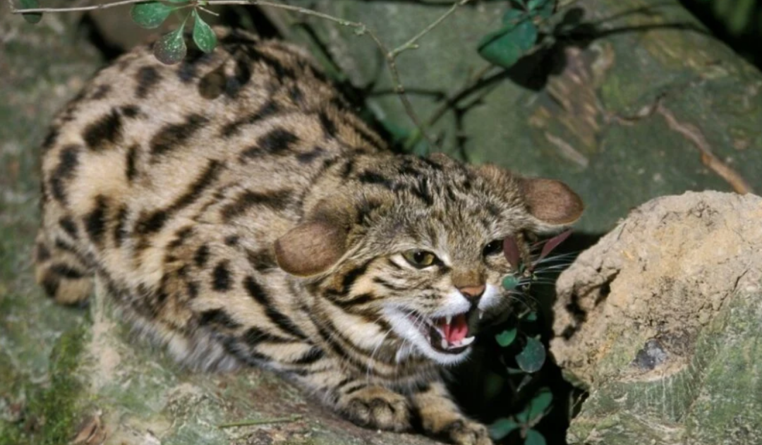猫科捕猎成功率最高的"杀戮机器",非洲最小的猫,被全世界禁养