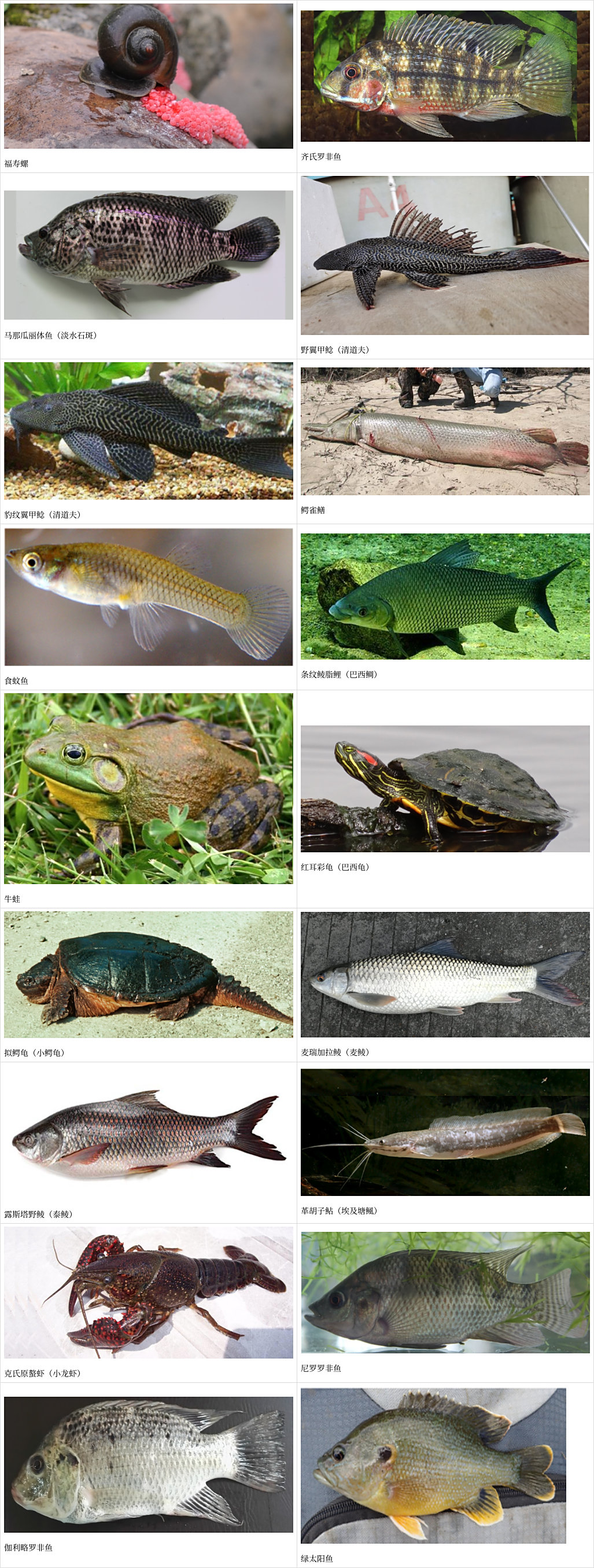 广西公布农业外来入侵水生动物普查面上调查参考物种