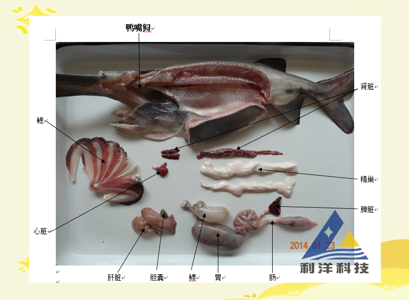 探究滤食性外来物种