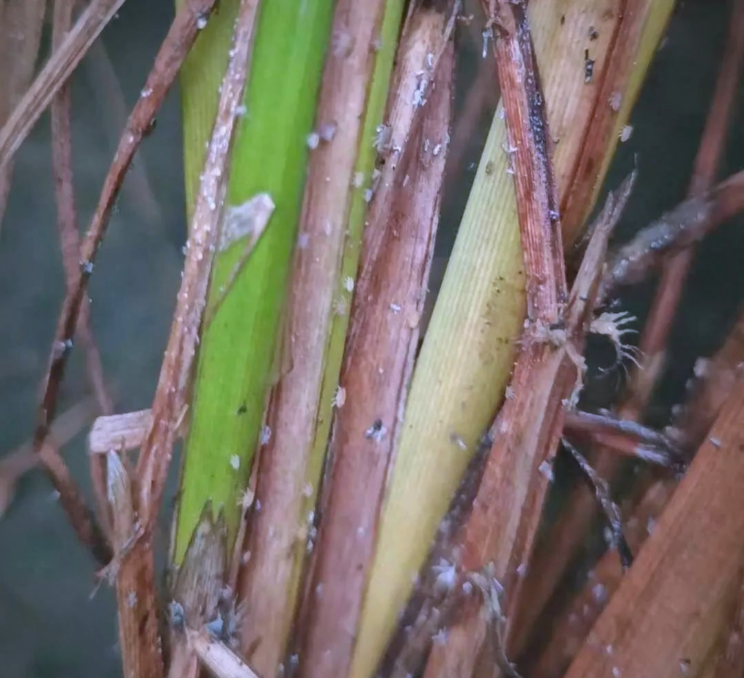 稻飞虱虫量在部分田块出现增长,需密切关注并科学防治