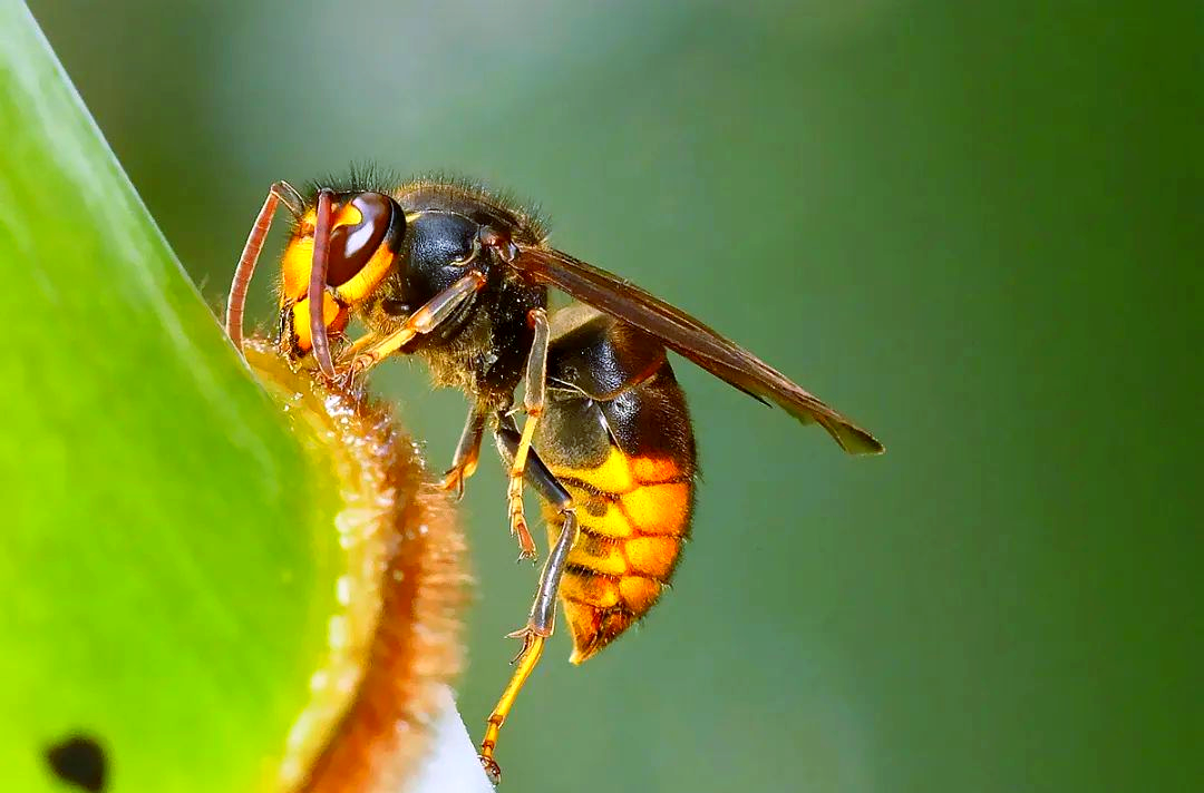 警惕新冠病毒:它是"鬼头蜂"而非"乜乜螂"