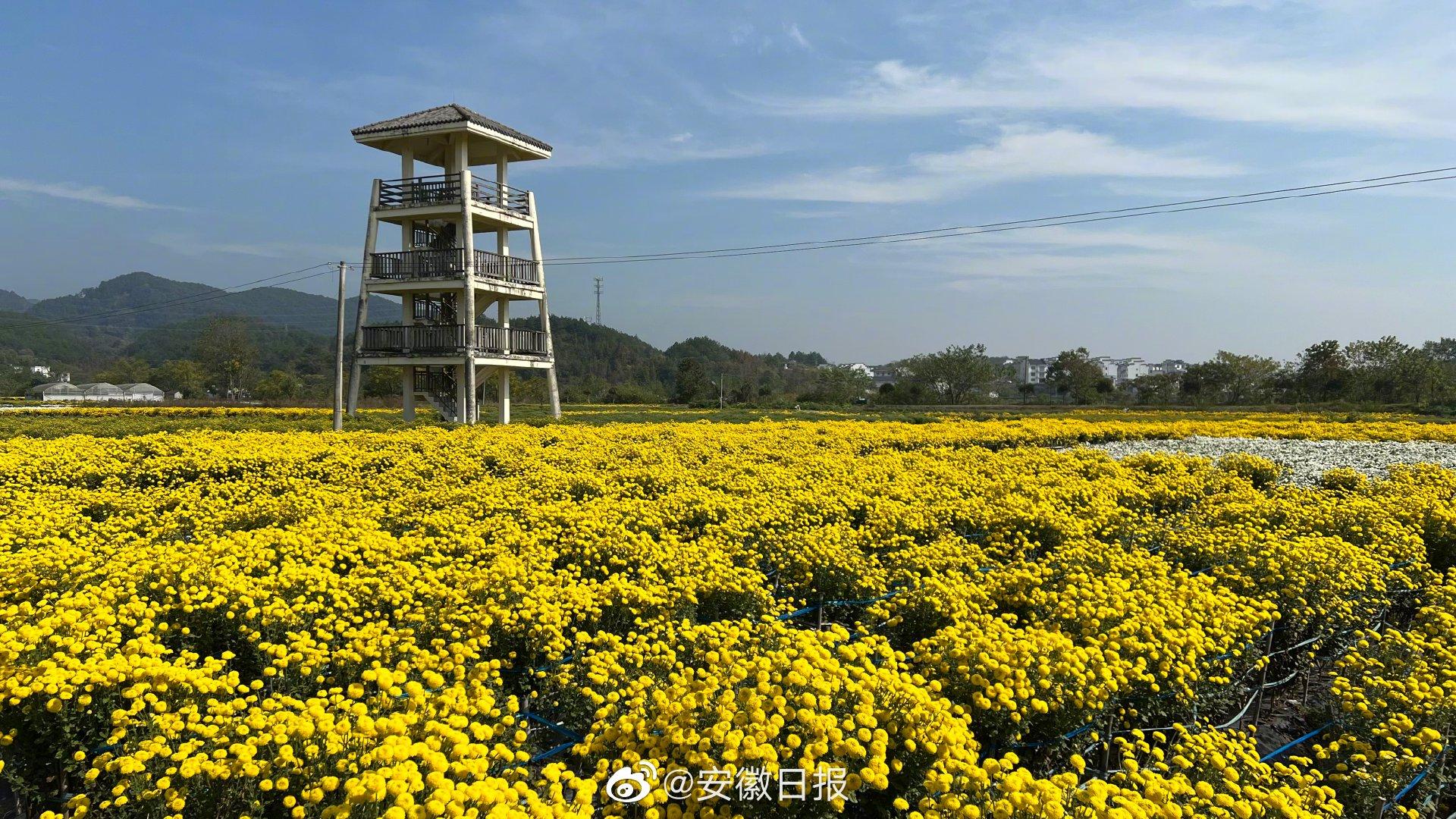 徽州贡菊丰收景