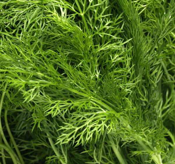 天然的青霉素被发现,没事多嚼一嚼,或能帮助避免癌症