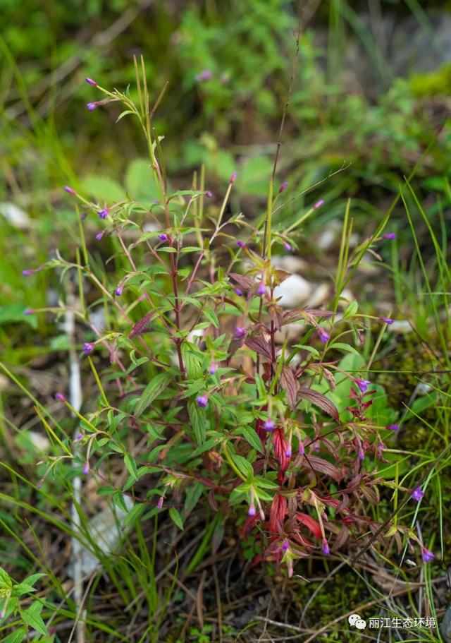 「生物多样性百科」短梗柳叶菜