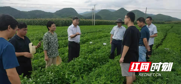 江永松柏老三图片图片