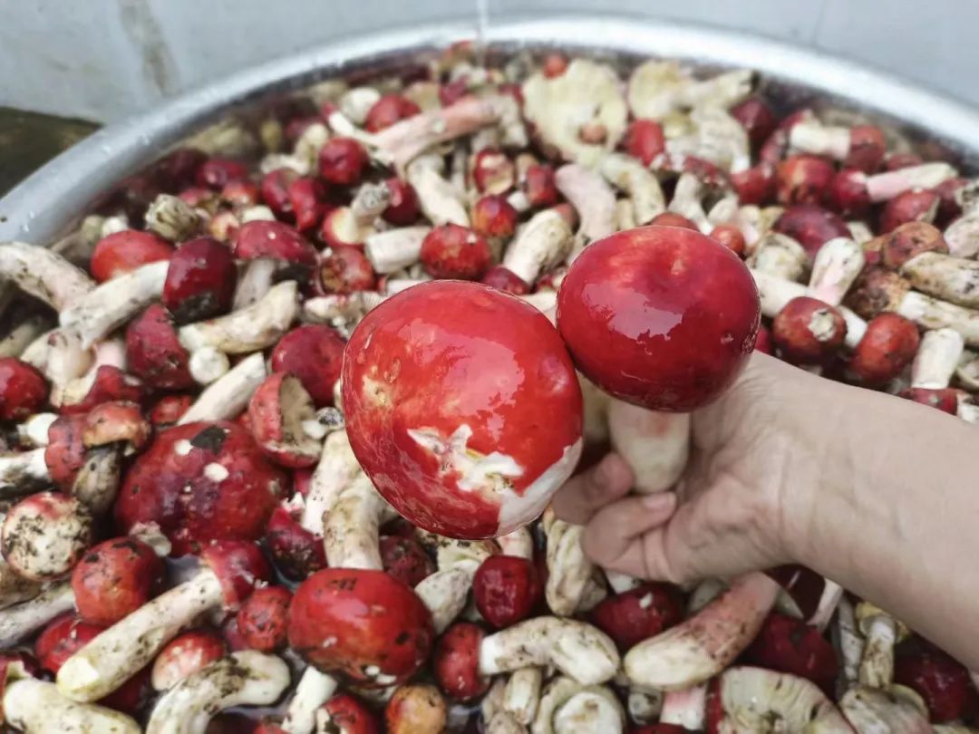 来保山品尝妖艳红菌子,给你视觉和味觉的双重惊艳