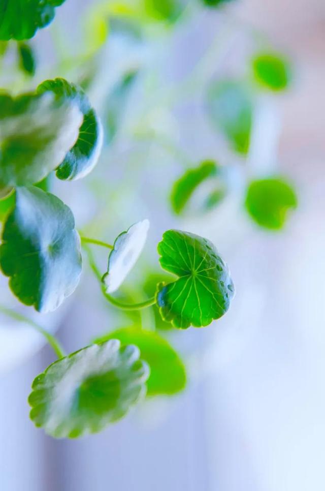 铜钱草手机壁纸图片图片