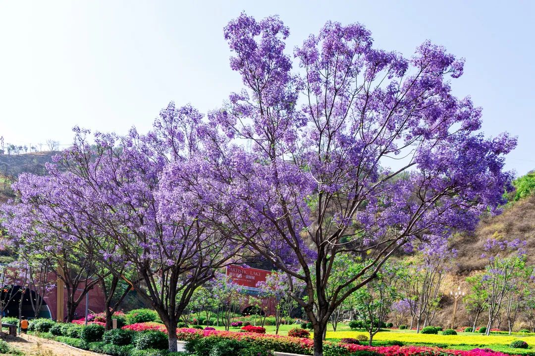 花开天府 安逸四川|攀枝花蓝花楹,唤醒初夏!