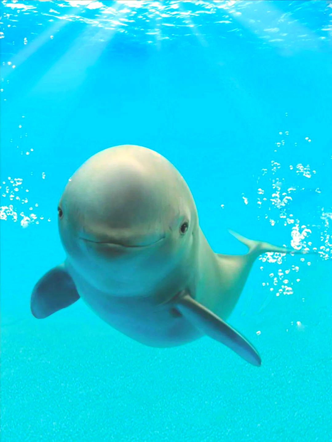 国际专家齐聚武汉,共探长江江豚保护新模式