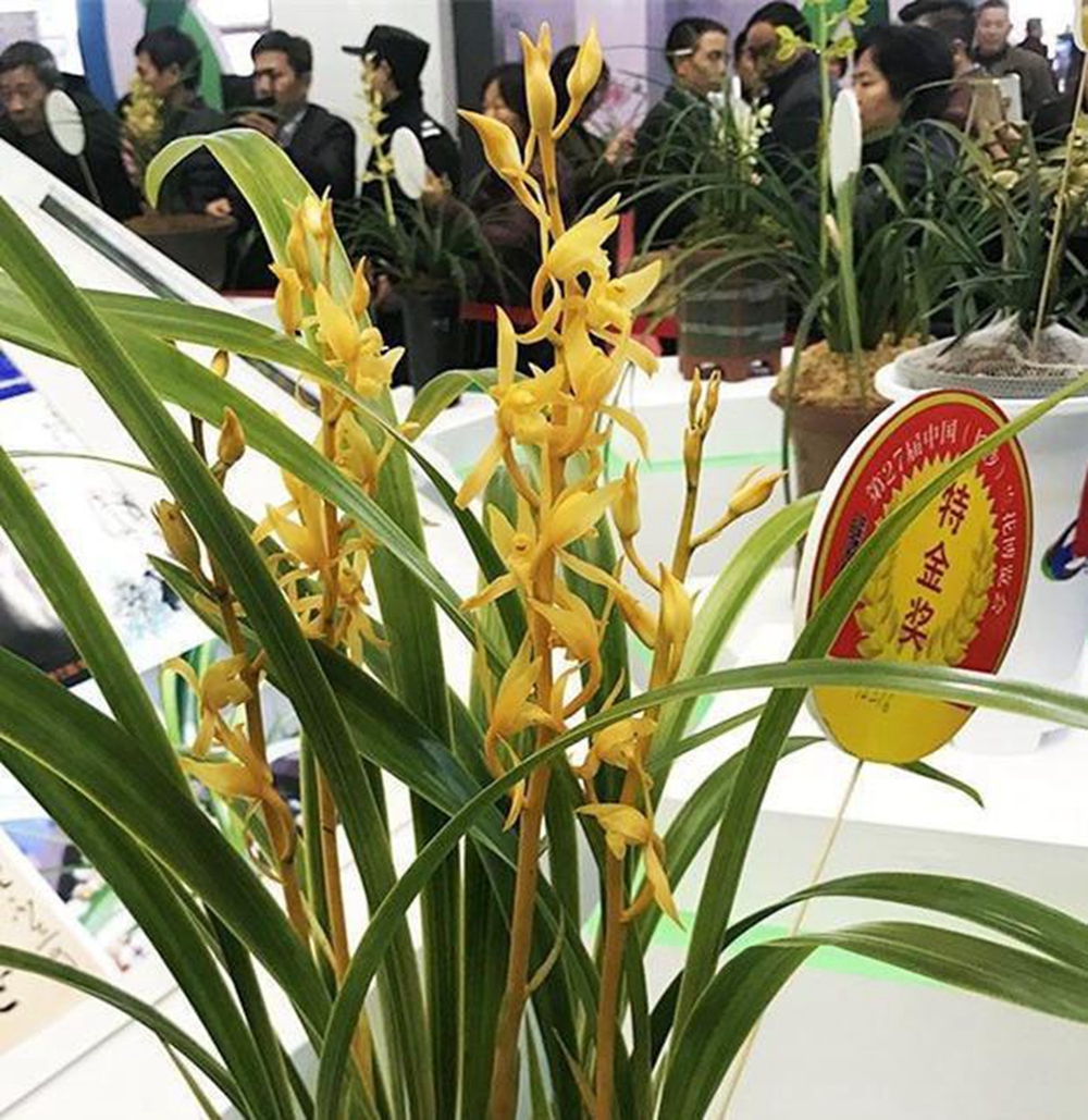 兰友以20元购入两苗金兰花,10年后开出"绝版"好花,震撼无数人