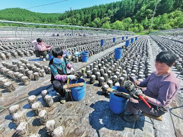 圖片新聞:汪清發展木耳產業 帶領群眾走上致富路