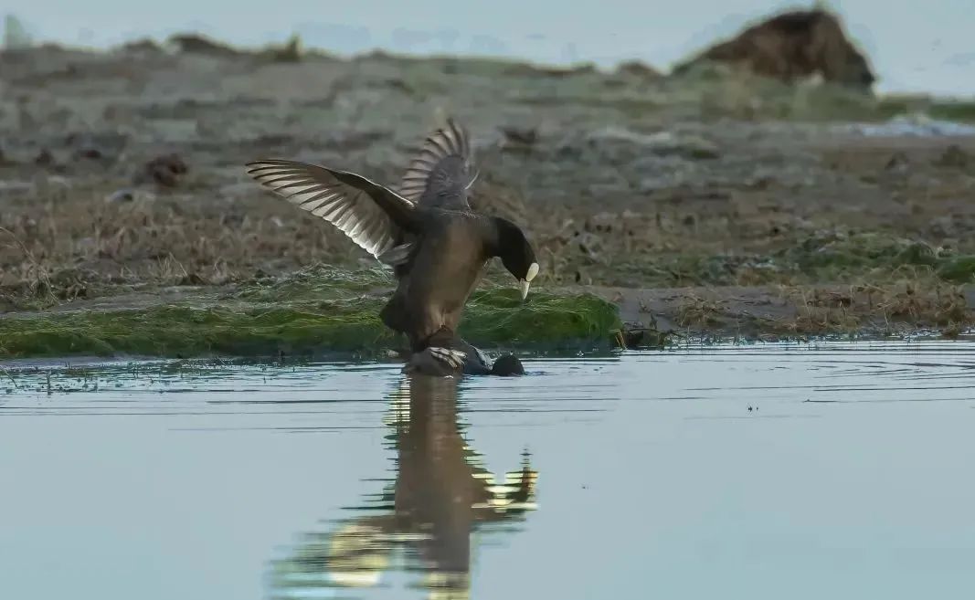 化德野生鸟集锦(五)|白骨顶鸡