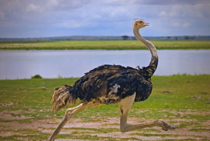鸵鸟:一种不会飞行的庞大鸟类