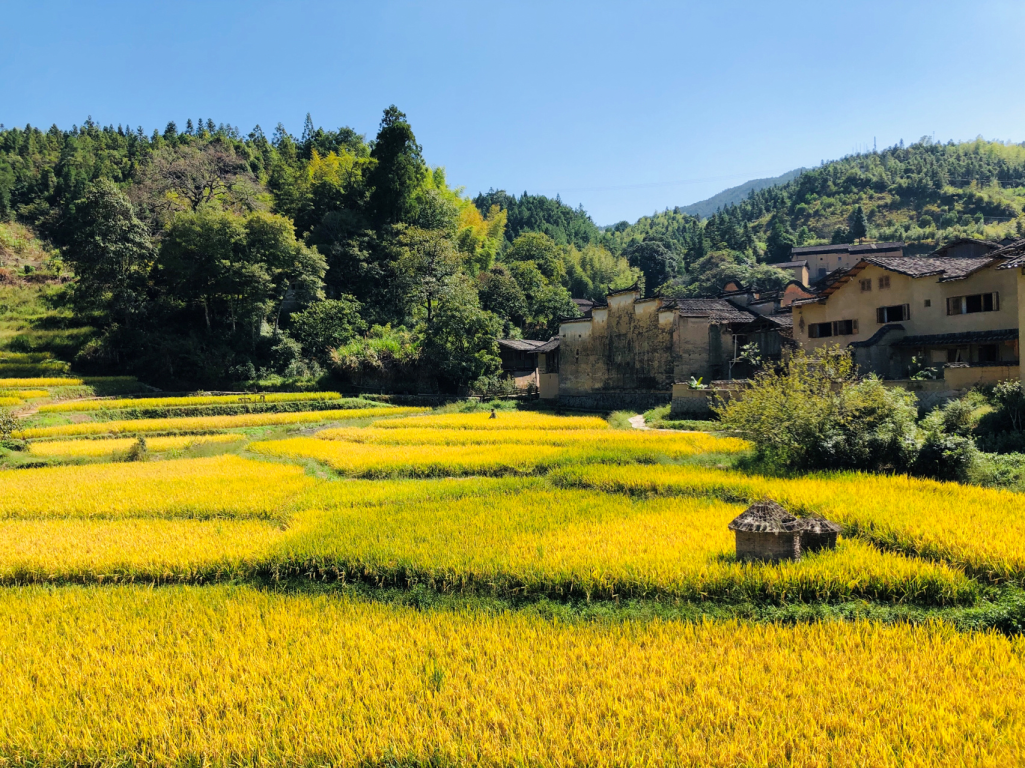 金秋的稻田有光芒,福建秋季限定美景大赏