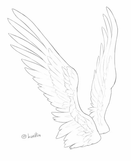 翅膀线稿画法步骤!