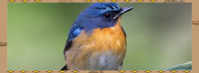 蓝桉与释槐鸟:一种霸道之爱