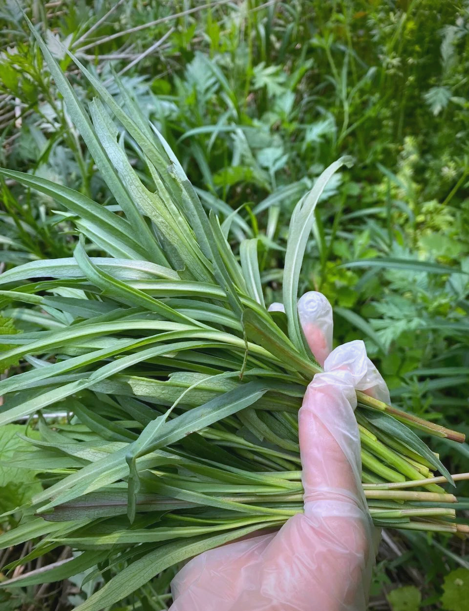 贵州春日野菜珍藏指南:探寻山野间的美味