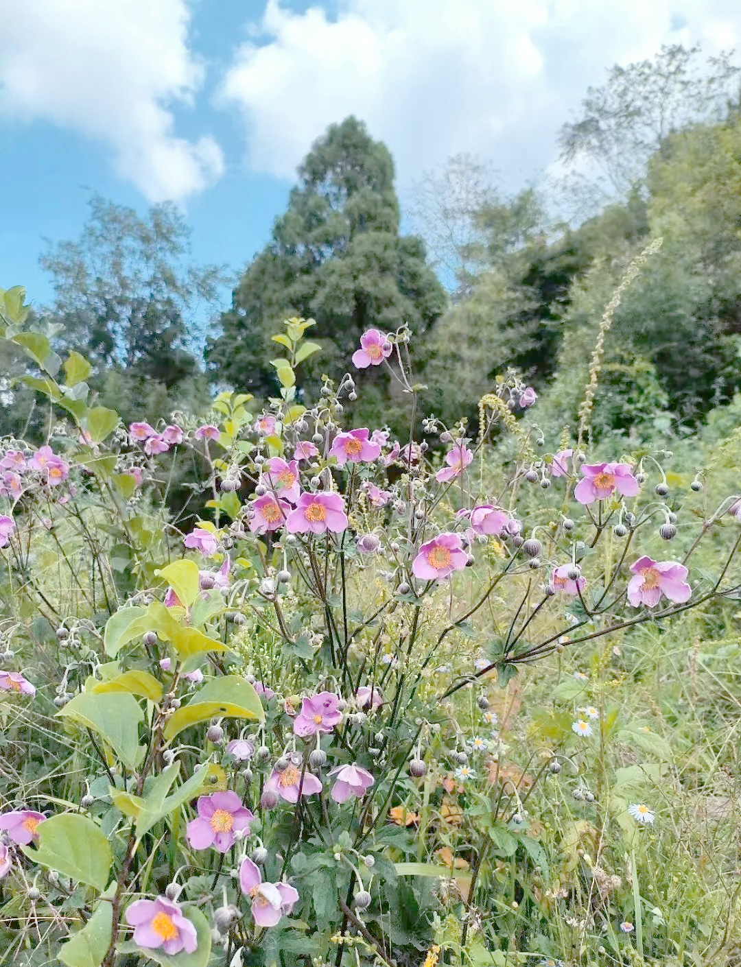 山坡上的野棉花:一种隐藏在山间的药用植物