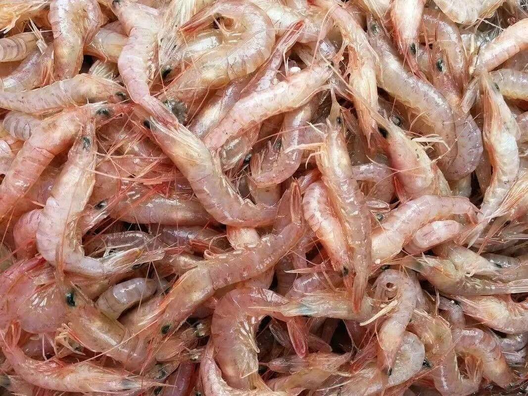 鹰爪虾,与春花一起"绽放"的鲜美滋味