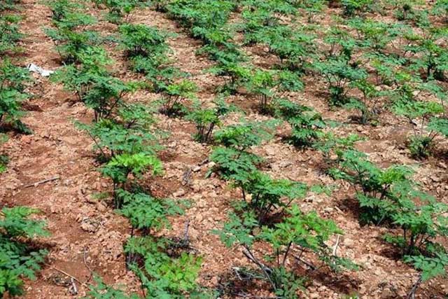 当归移栽前,可以使用土壤杀菌剂进行撒施,消毒杀菌;选用健壮无病种苗