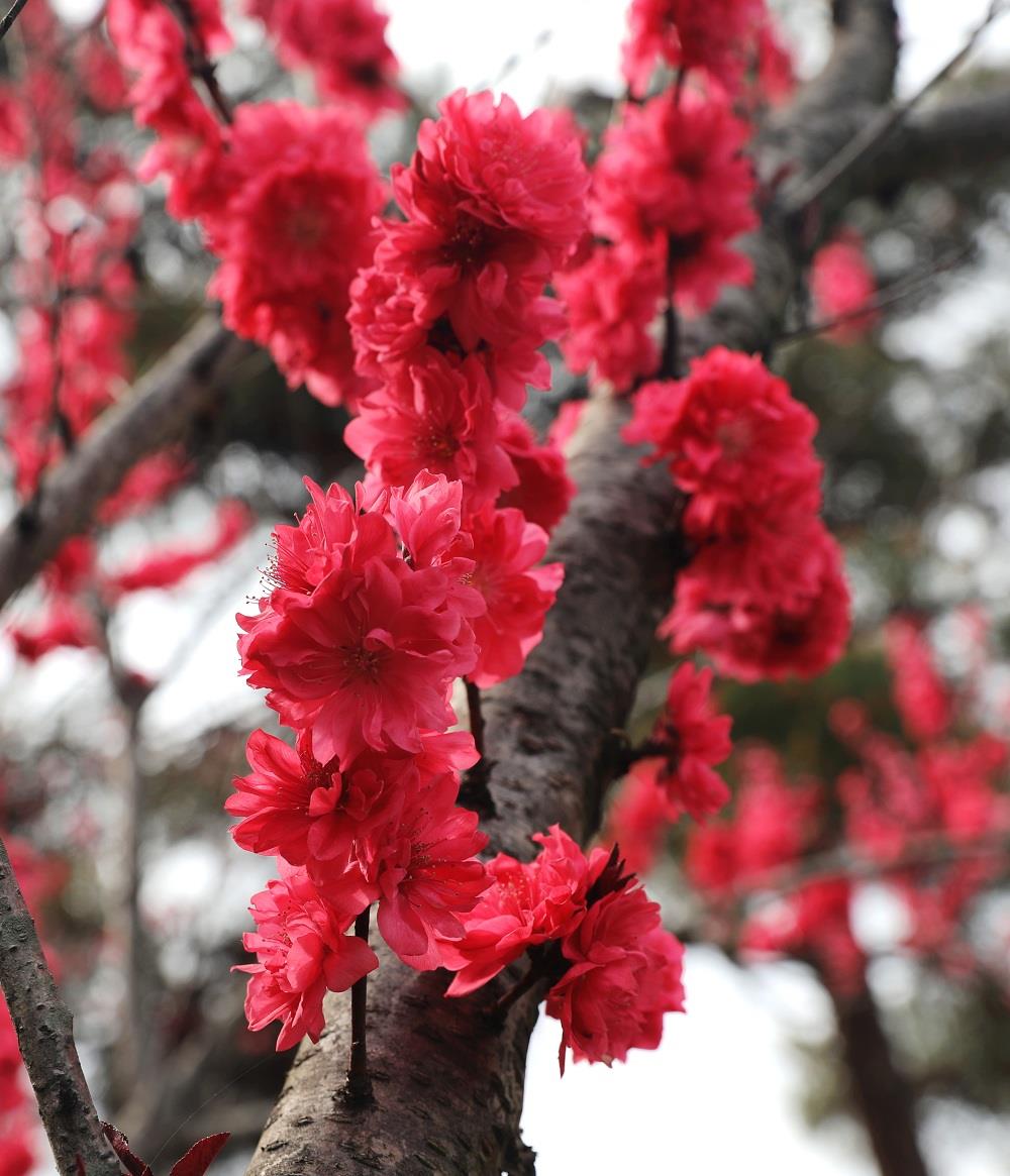 新田:绛桃花开红艳艳(组图)