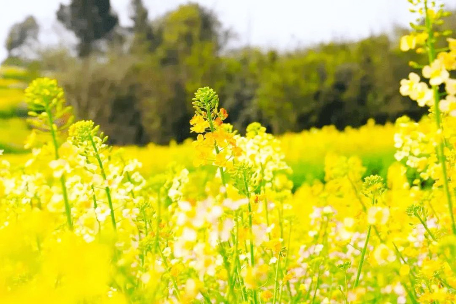 江夏五里界彩色油菜花图片