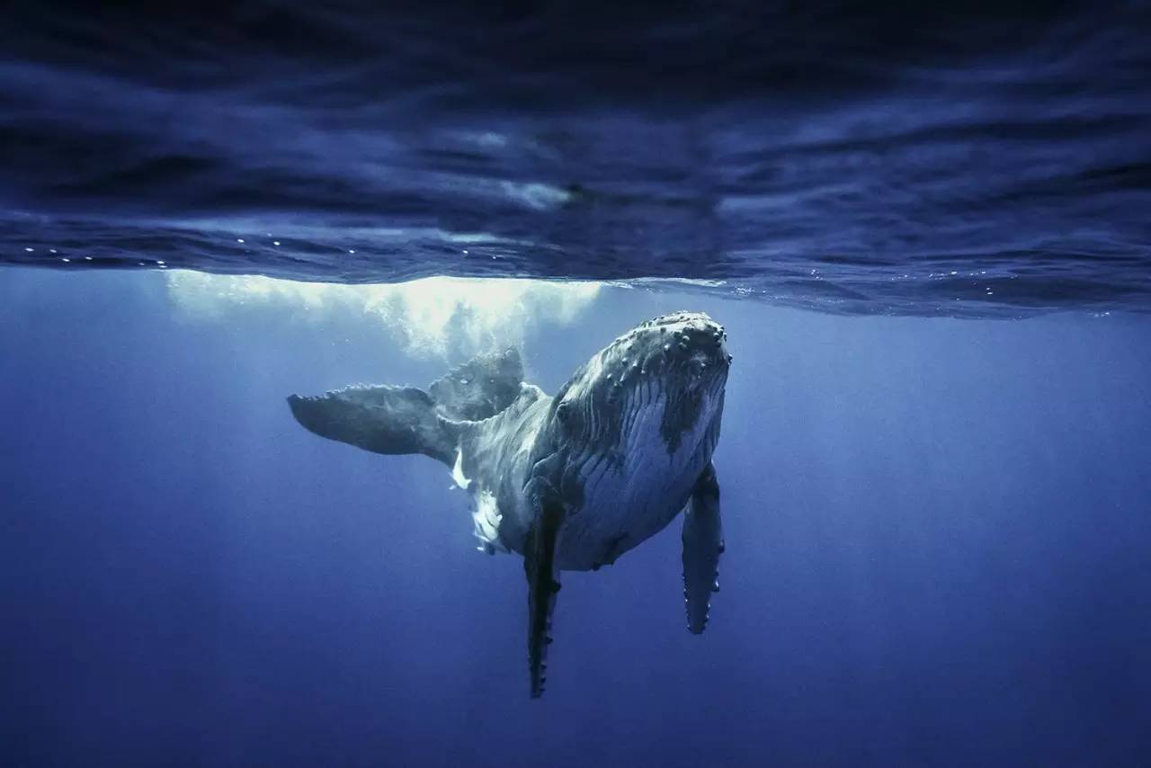 被海洋生物厭惡的藤壺,到底多可怕?海龜:我比鯨魚還倒黴