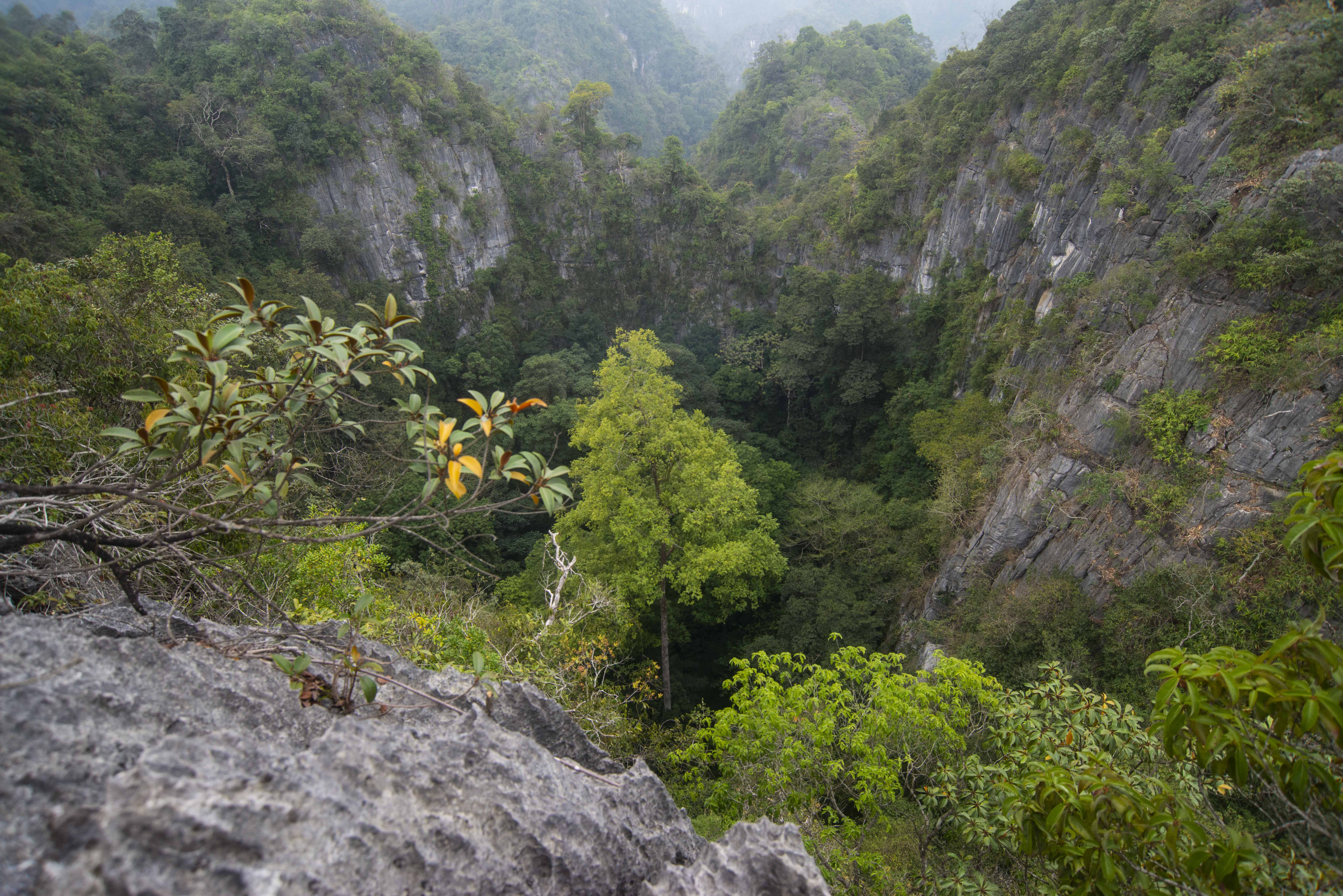 (环境)广西发现中国岩溶地区最高树