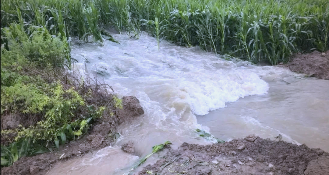 河南农户遭遇极端天气,庄稼受灾严重