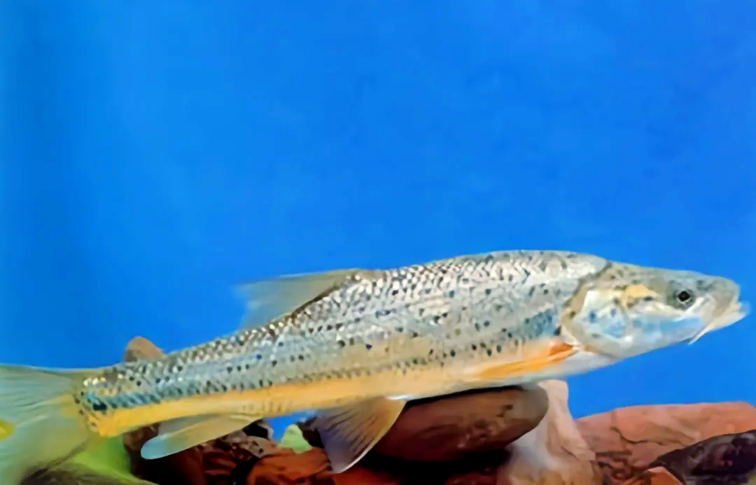 长江流域的珍稀鱼类