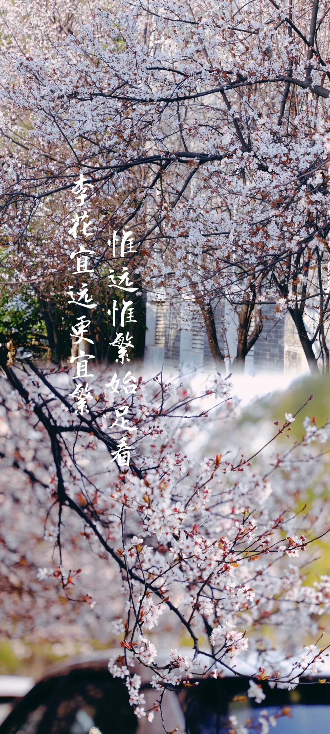 南昌大学的"花样年华"