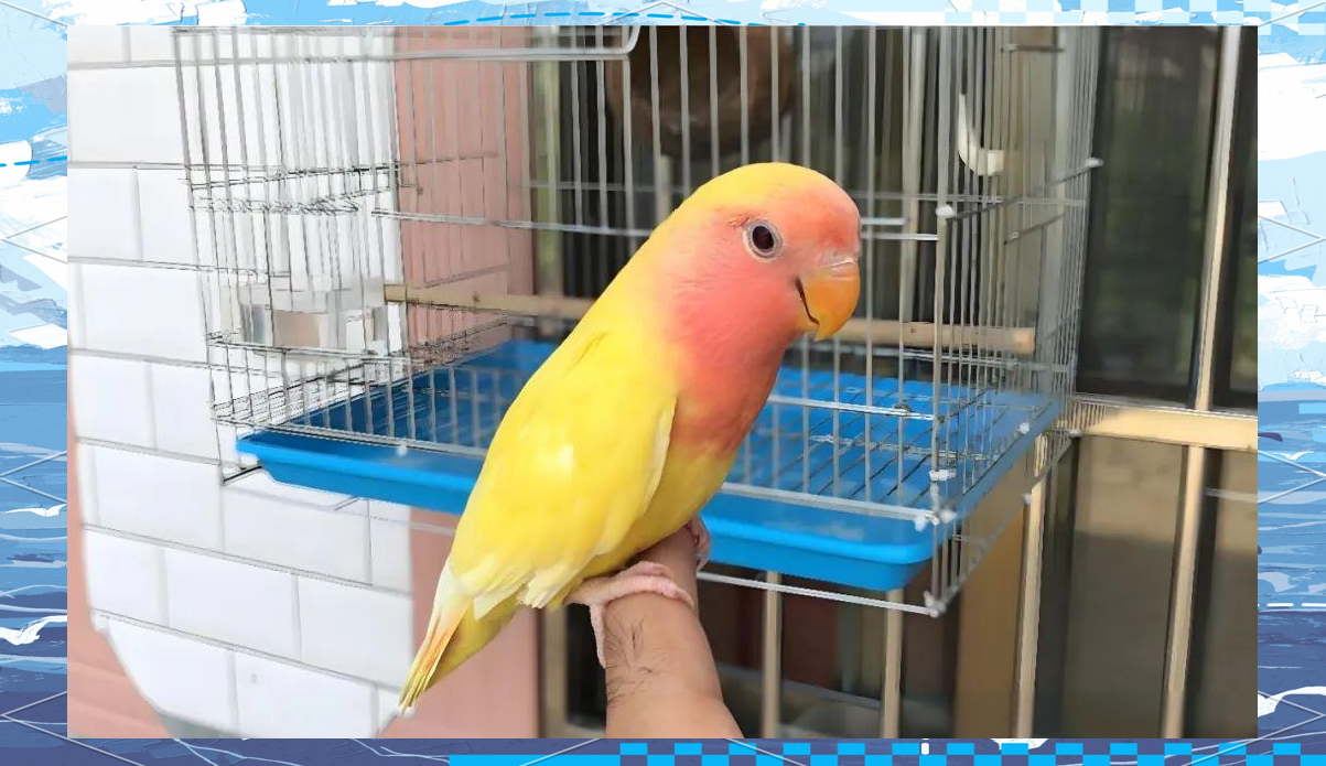 黄桃鹦鹉是否具备说话能力?