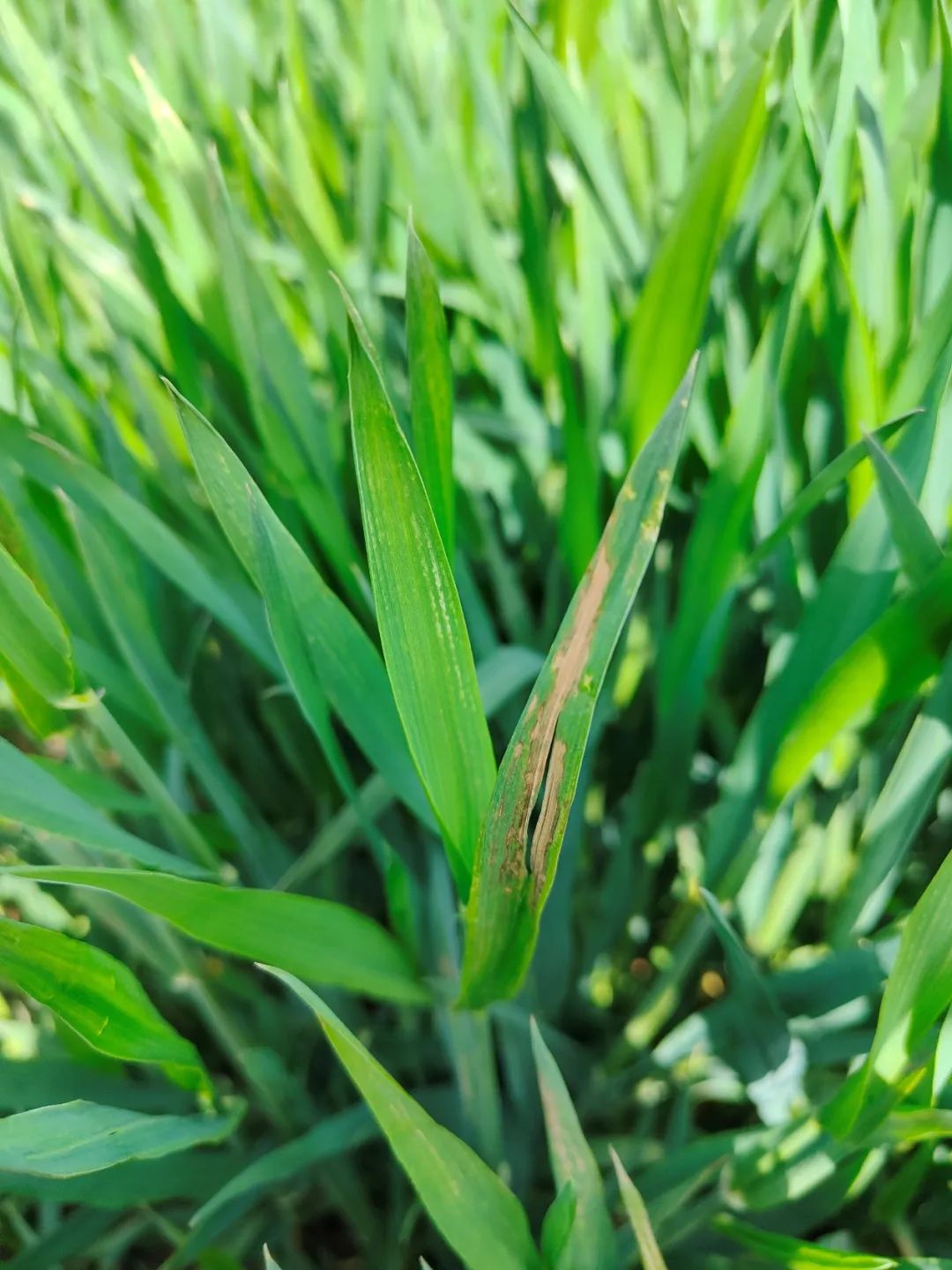 罕闻小麦细条病?