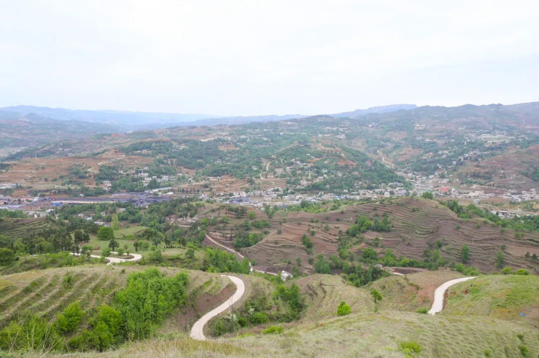 「五五攻坚行动」炉山镇新庄社区:荒坡栽上"幸福林" 油茶种植富了民