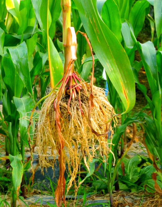 玉米根腐病的全面防治攻略