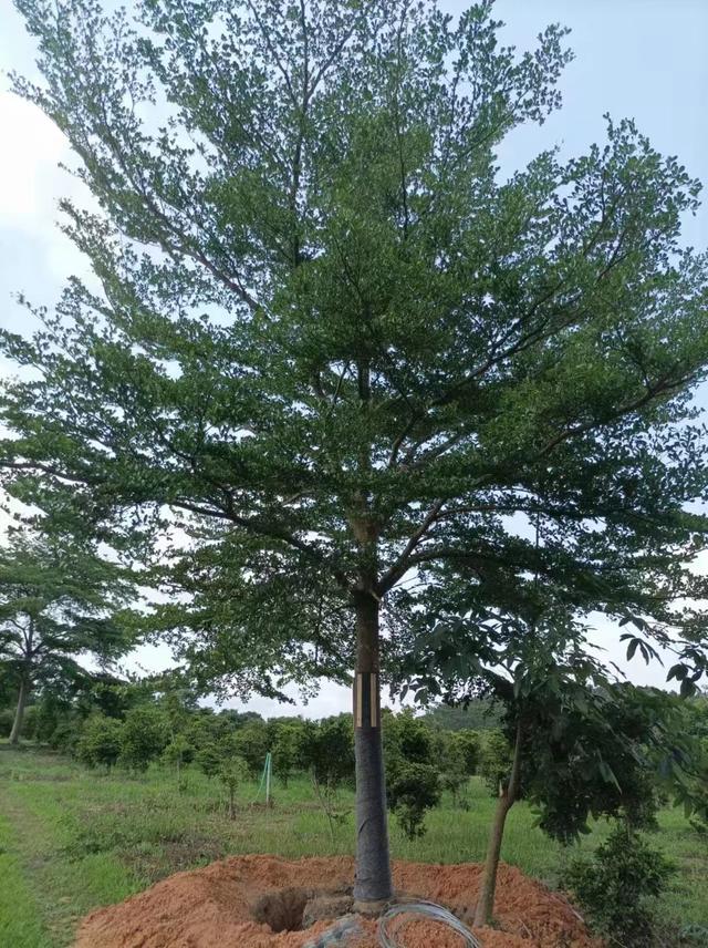 小叶榄仁树适合什么地方种植
