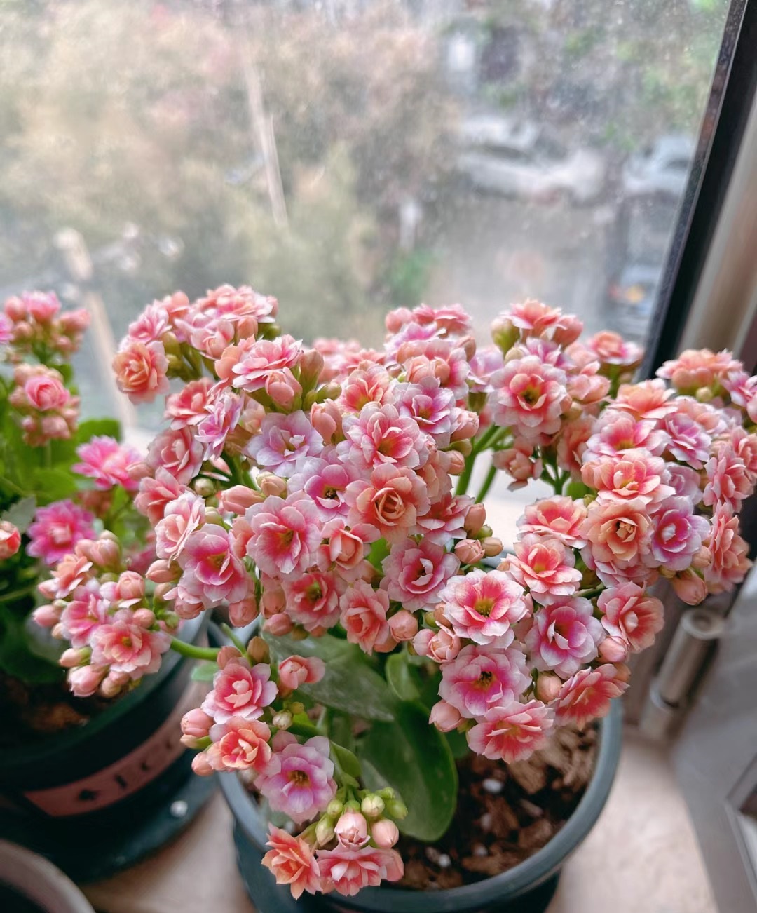 长寿花"锦缎"—颜值很高,花量丰富,多季重复绽放,你值得拥有