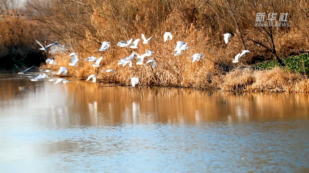 徐马荒湿地候鸟芦荻碧波绘就原生态风光