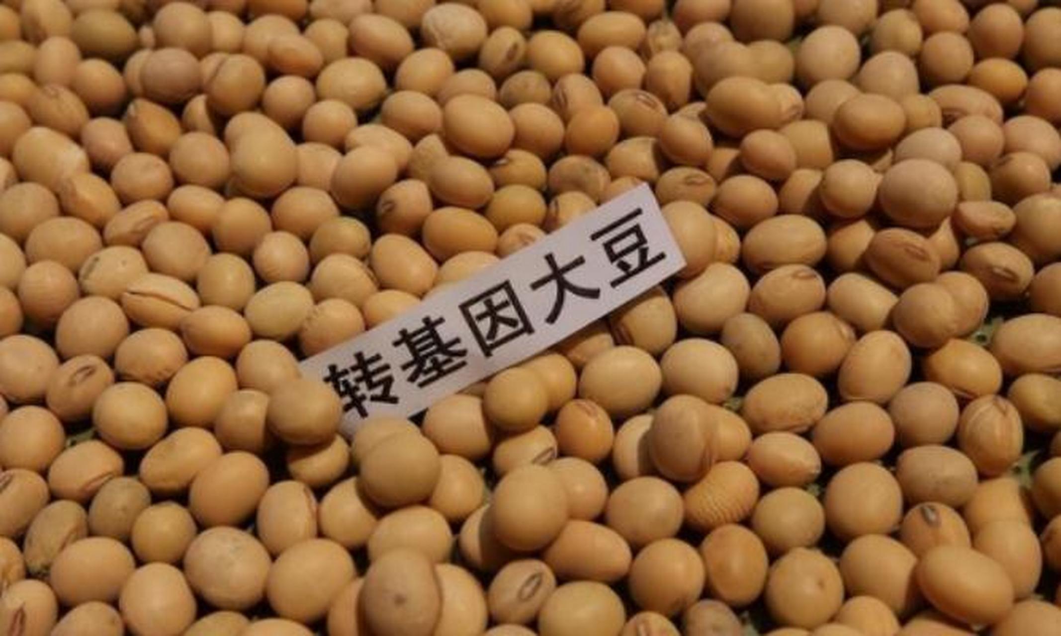 俄罗斯大量种植非转基因大豆,明明距离那么近,为什么我们不进口俄罗斯