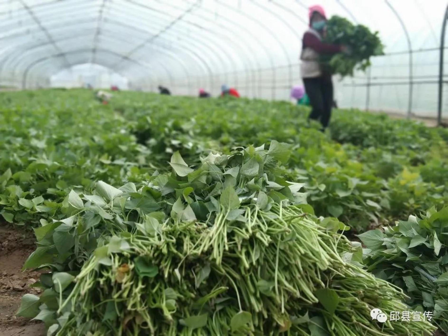 邯郸日报新邯郸客户端报道 ▏邱县:不负好春光 红薯剪苗忙