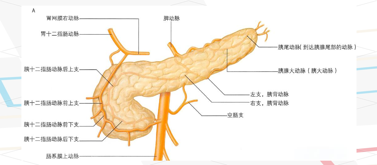 深入解析:胆囊,胆管与胰腺的解剖结构