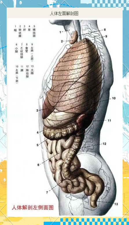 解剖学 人体解剖图（多面展示）