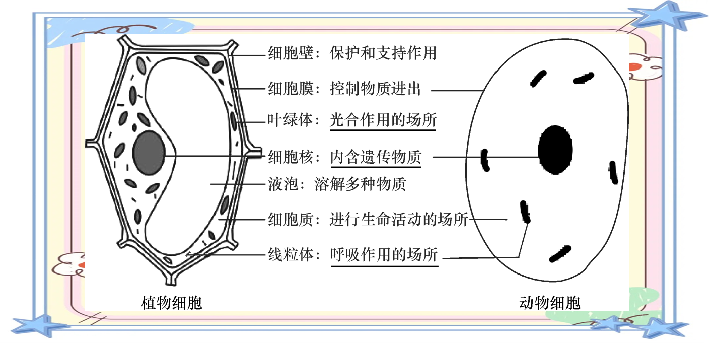 初中生物学习中的多种结构示意图概览