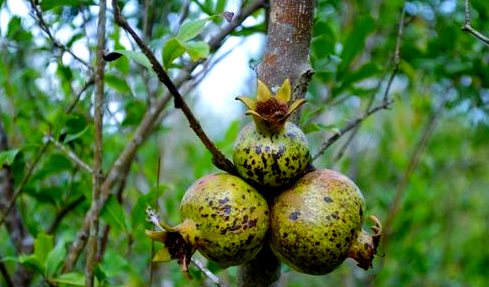 石榴桃蛀螟虫害的全面介绍与防治方法