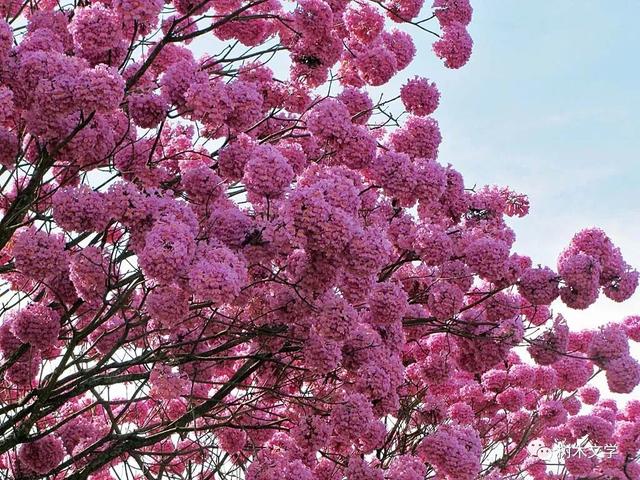 这种乔木在寒冬里却花开满树,我国南方广泛种植