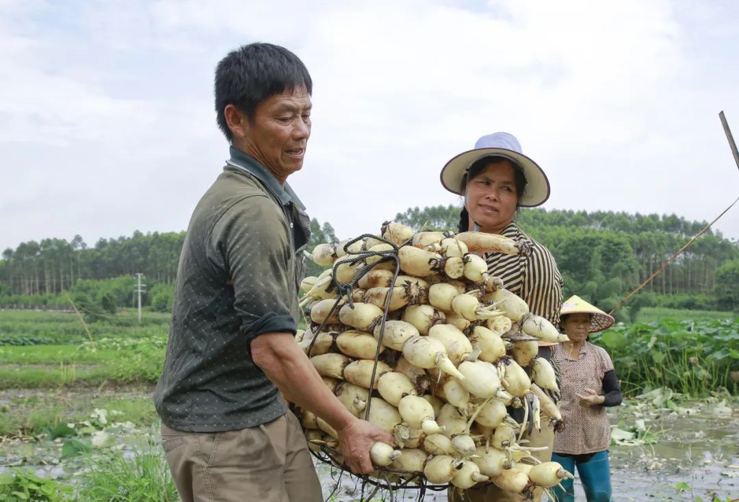 【跟着广播看乡村】柳城:凤山镇二塘村民演绎新时代"爱莲说"