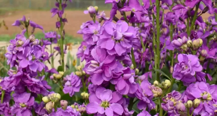 紫罗兰几点开花(一天)图片