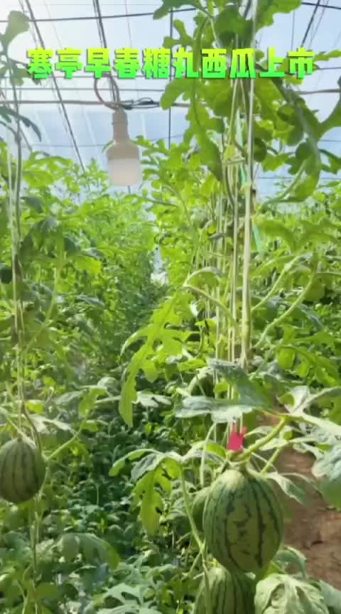 视频潍坊寒亭早春糖丸西瓜上市