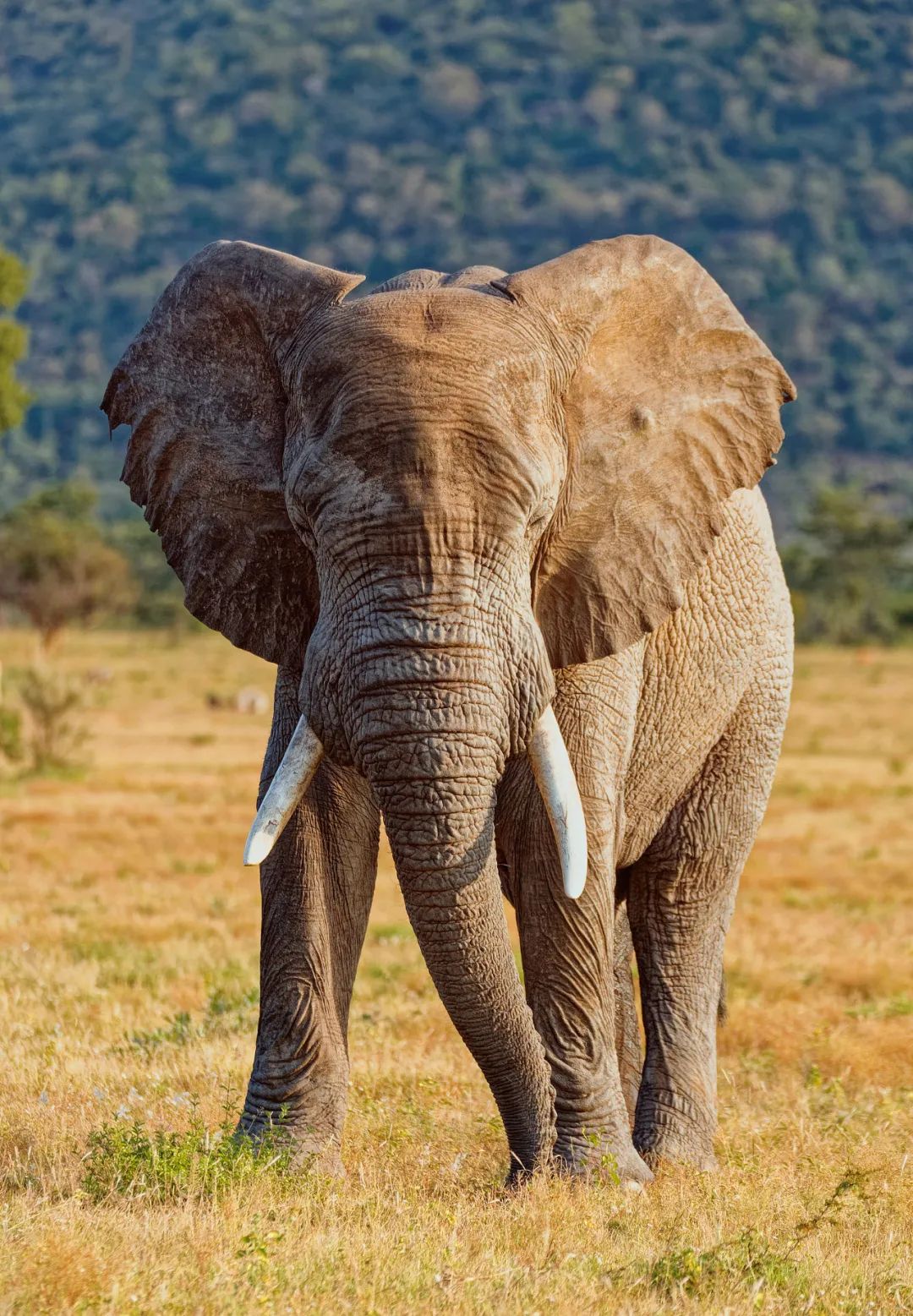 2021年度动物,是谁?