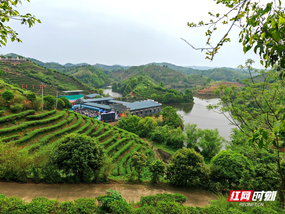 诗画耒阳·茶韵悠扬 耒阳第二届江头贡茶文化节喊您呷好茶